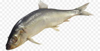 Sardine Fish products Clip art - PESCADO Sardine Fish products Clip art - PESCADO