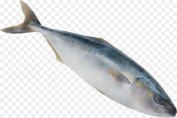 Sardine Fish products Oily fish Salmon Mackerel - Sardine Fish products Oily fish Salmon Mackerel -