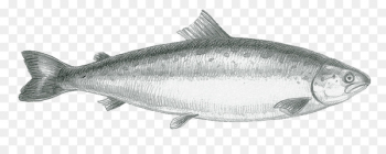 Sardine Logo Packaging and labeling Drawing - Fish sketch material 