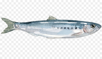 Sardine Mackerel Coho salmon Anchovy Herring - fish Sardine Mackerel Coho salmon Anchovy Herring - fish