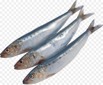 Sardine Pacific saury Fish Kipper Soused herring - all kinds of fish 