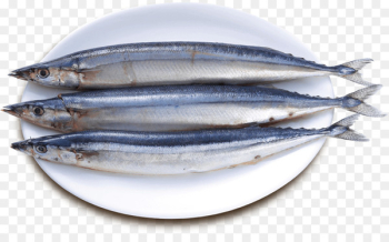 Sardine Pacific saury Fish products Oily fish - fish Sardine Pacific saury Fish products Oily fish - fish