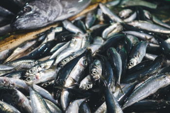 Sardines close up Sardines close up