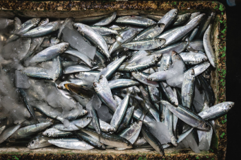 Sardines on a fish market Sardines on a fish market
