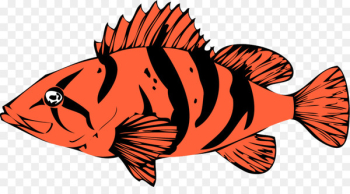 Saturna Island Marine biology Marine life Fish Animal - marine life 