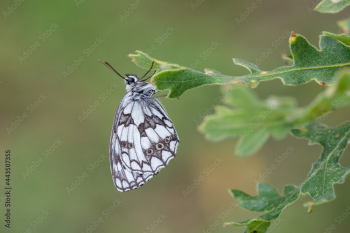 Satyridae / Orman Melikesi / / Melanargia galathea