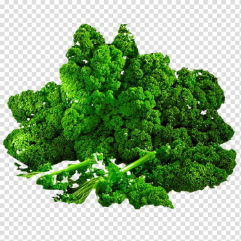 Savoy cabbage Kale Vegetable Brussels sprout, Kale transparent background PNG clipart