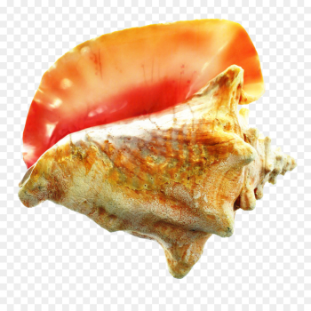 Scallops, Conch, Food PNG Scallops, Conch, Food PNG