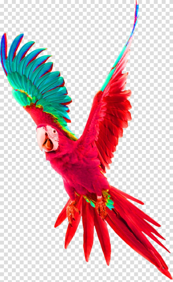 Scarlet macaw illustration, Parrot Bird Budgerigar Tyburn Gallows, parrot transparent background PNG clipart