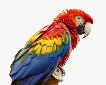 Scarlet macaw parrot collage element | Free PSD - rawpixel Scarlet macaw parrot collage element | Free PSD - rawpixel