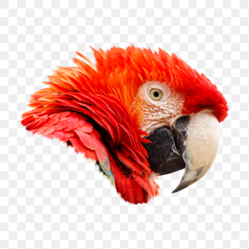 Scarlet macaw parrot png sticker, | Free PNG - rawpixel Scarlet macaw parrot png sticker, | Free PNG - rawpixel