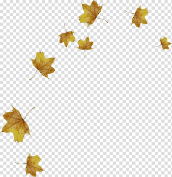 Scattered maple leaves transparent background PNG clipart