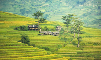 Scenic View of Agricultural Field Scenic View of Agricultural Field