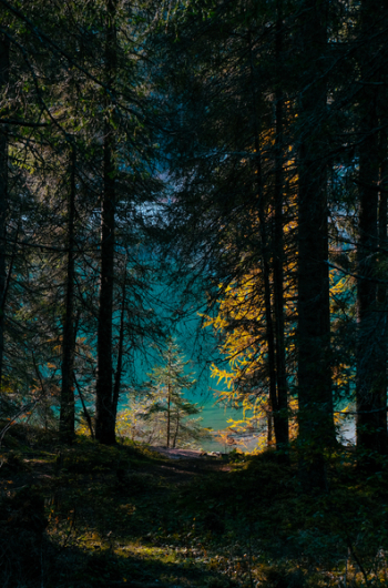 Scenic View of Forest Scenic View of Forest