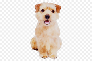 Schnoodle Maltese dog Morkie Havanese dog Dog breed - Schnoodle Maltese dog Morkie Havanese dog Dog breed -