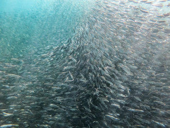 School Of Fish School Of Fish