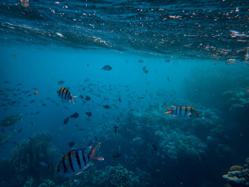 School of Fish in Ocean School of Fish in Ocean