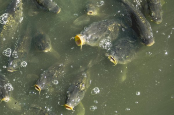 School Of Fish Looking For Food School Of Fish Looking For Food
