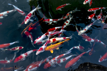 School Of Koi Fish School Of Koi Fish