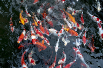 School Of Koi Fish School Of Koi Fish