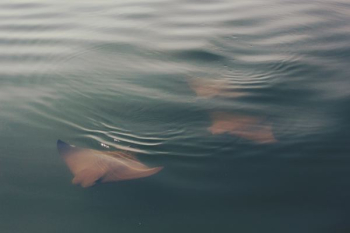 school of sting-ray school of sting-ray