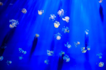 school of white jellyfish under the ocean school of white jellyfish under the ocean