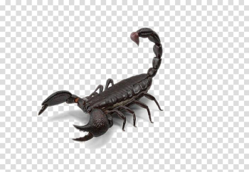 Scorpion , Black Scorpion transparent background PNG clipart Scorpion , Black Scorpion transparent background PNG clipart
