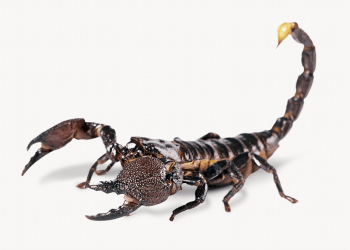 Scorpion isolated, animal design | Free Photo - rawpixel Scorpion isolated, animal design | Free Photo - rawpixel