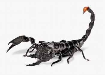 Scorpion isolated, animal design | Free Photo - rawpixel Scorpion isolated, animal design | Free Photo - rawpixel