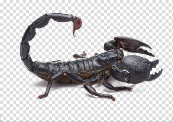 Scorpion Poison Spider Southern black widow Mesobuthus martensii, Black Scorpion transparent background PNG clipart