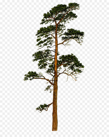 Scots pine Fir Tree Conifers Trunk - pine Scots pine Fir Tree Conifers Trunk - pine