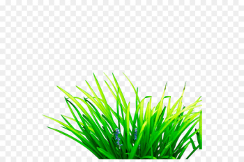 Scutch grass Computer file - Grass Scutch grass Computer file - Grass