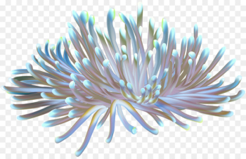 Sea anemone Coral Clip art - under water Sea anemone Coral Clip art - under water