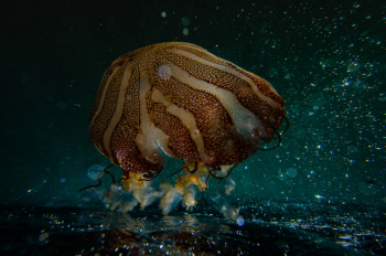 Sea Anemone Photography Sea Anemone Photography