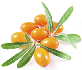 Sea Buckthorn Berry - Better Nutrition Magazine - Supplements, Herbs ...