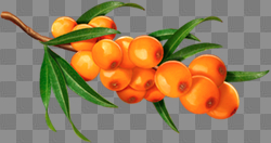 Sea Buckthorn PNG Picture | Web Icons PNG Sea Buckthorn PNG Picture | Web Icons PNG