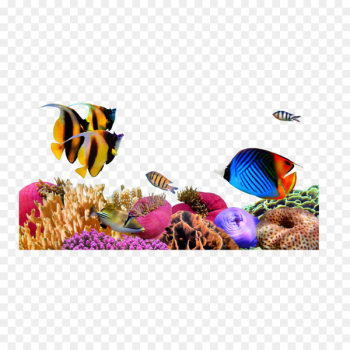 Sea Coral Desktop Wallpaper - seahorse Sea Coral Desktop Wallpaper - seahorse
