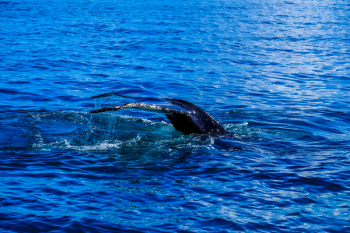 Sea Creature Submerged in Ocean Sea Creature Submerged in Ocean