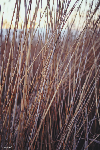 Sea grass by a lake. Visit Kaboompics for mor.. | Free stock photo - 436221 Sea grass by a lake. Visit Kaboompics for mor.. | Free stock photo - 436221
