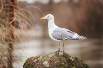 Sea Gull Perched On Rock Sea Gull Perched On Rock