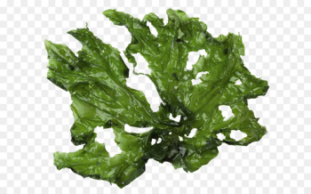 Sea lettuce Seaweed Green algae Royalty-free - alg flyer Sea lettuce Seaweed Green algae Royalty-free - alg flyer