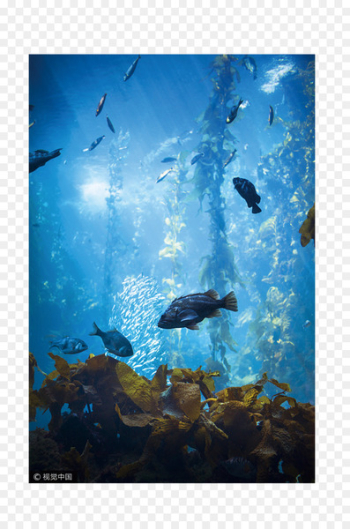 Sea Life Centres Ocean Underwater Aquarium - Sea sightseeing Sea Life Centres Ocean Underwater Aquarium - Sea sightseeing