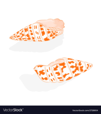 Sea Life two shells vector image