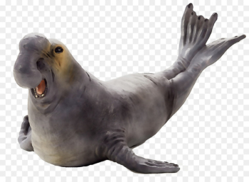 Sea lion Harbor seal Terrestrial animal Fauna - Sea lion Harbor seal Terrestrial animal Fauna -