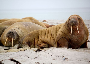 sea lion on seashore during daytime sea lion on seashore during daytime