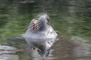 Sea Lion on Water