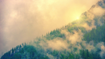 Sea Of  Clouds and Trees 