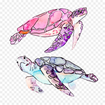Sea turtle Cartoon Illustration - Drawing Turtle Sea turtle Cartoon Illustration - Drawing Turtle