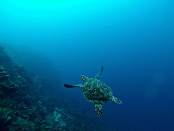 sea turtle in water sea turtle in water