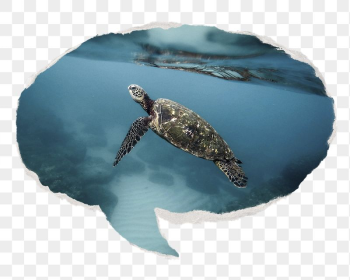 Sea turtle png animal sticker, | Free PNG - rawpixel